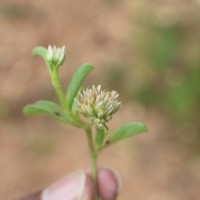 Allmania nodiflora (L.) R.Br. ex Wight